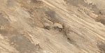 Miranda Brown Керамогранит 60x120 Cтруктурный-3